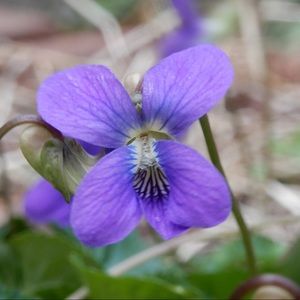 Meet your Posher, Su